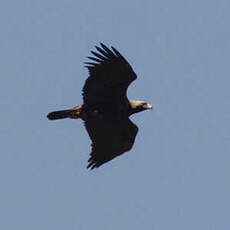 Aigle impérial