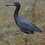 Aigrette bleue