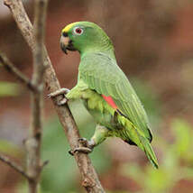 Amazone à front jaune