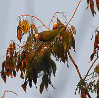 Amazone de Cuba