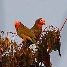 Amazone de Cuba