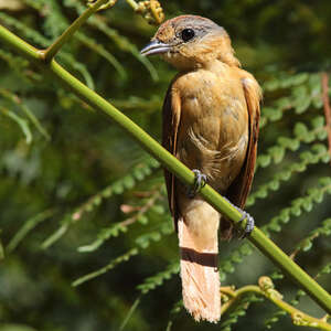 Bécarde à calotte rousse