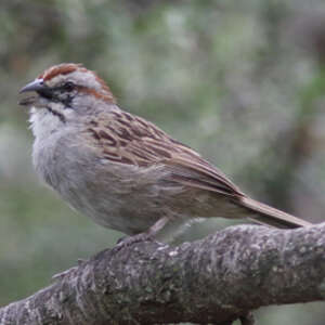 Bruant à calotte rayée