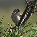 Bruant des savanes