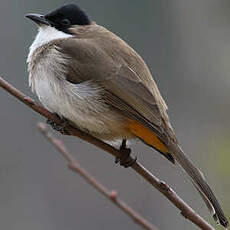 Bulbul à poitrine brune