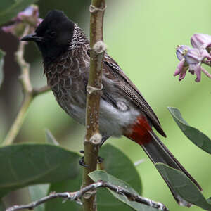 Bulbul à ventre rouge