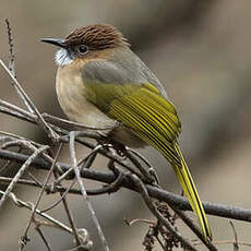 Bulbul de McClelland