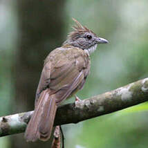 Bulbul pâle