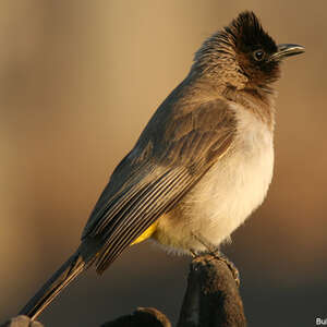 Bulbul tricolore