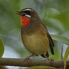 Calliope sibérienne