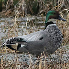 Canard à faucilles