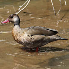 Canard amazonette