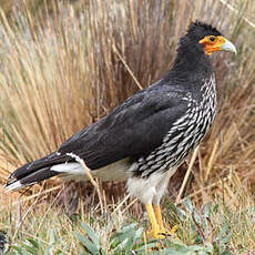 Caracara caronculé