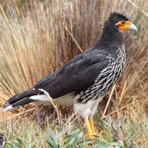 Caracara caronculé