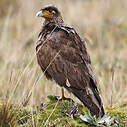 Caracara caronculé