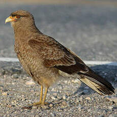 Caracara chimango