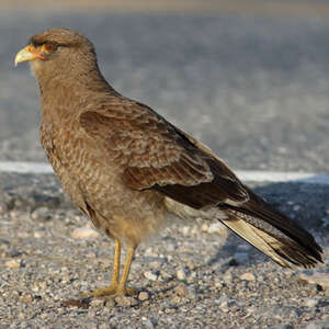 Caracara chimango