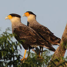 Caracara huppé