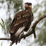 Caracara huppé