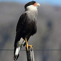 Caracara huppé