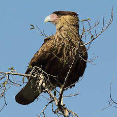 Caracara huppé