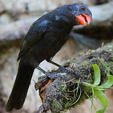 Cardinal fuligineux