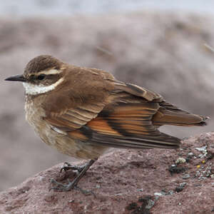 Cinclode à ailes marron