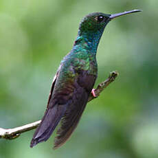 Colibri à queue bronzée