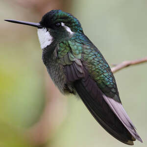 Colibri à queue grise