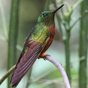 Colibri de Matthews