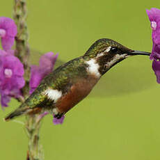 Colibri de Mulsant