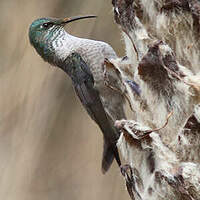 Colibri du Chimborazo