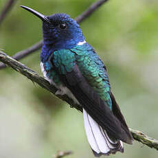 Colibri jacobin