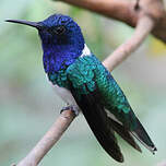 Colibri jacobin