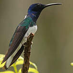 Colibri jacobin