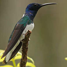 Colibri jacobin