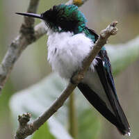 Colibri oreillard