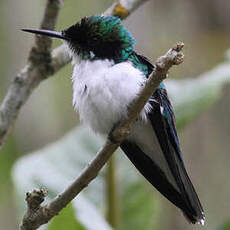 Colibri oreillard