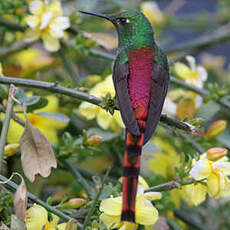 Colibri sapho