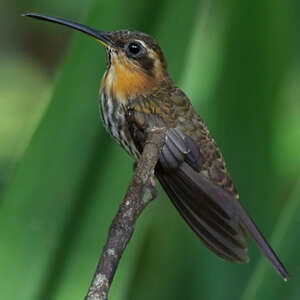 Colibri tacheté