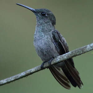 Colibri vert et gris