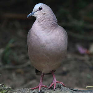 Colombe à front gris