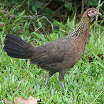 Red Junglefowl