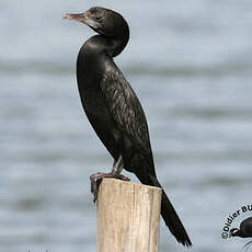 Cormoran de Vieillot