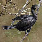 Cormoran vigua