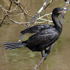 Cormoran vigua