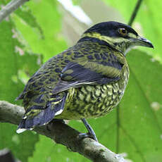 Cotinga écaillé