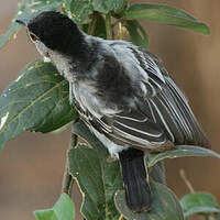 Cubla boule-de-neige