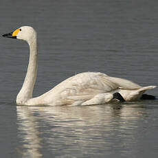 Cygne de Bewick