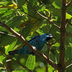 Dacnis à pattes noires